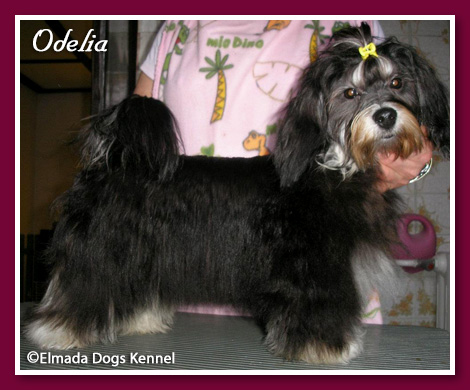 Elmada Dogs Odelia - at 8 months old