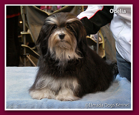 Elmada Dogs Odelia - at 9,5 months old