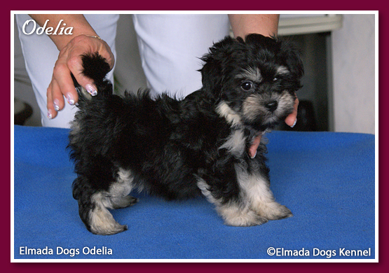 Elmada Dogs Odelia - at 7 weeks old