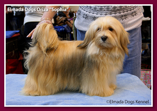 Elmada Dogs Oriza - at 9,5 months old