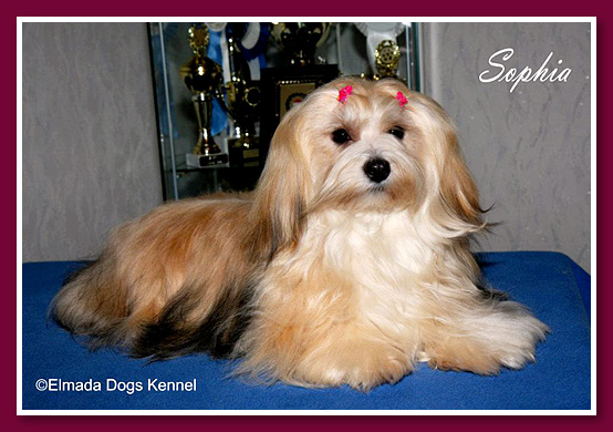 Elmada Dogs Oriza - at 12 months old